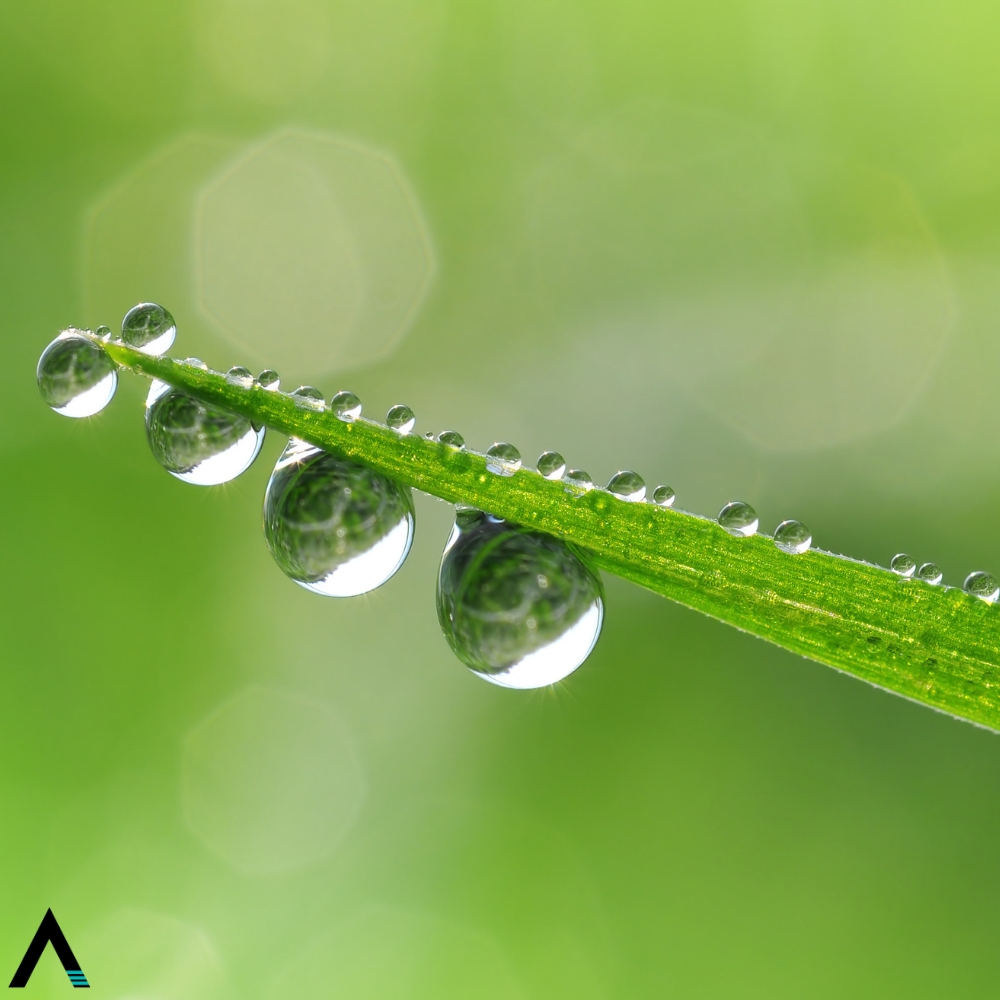 notas verdes